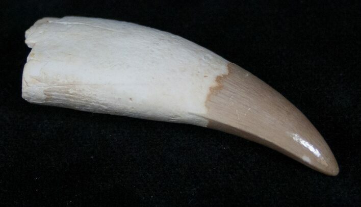 Rooted Dyrosaurus Tooth - Morocco #14463